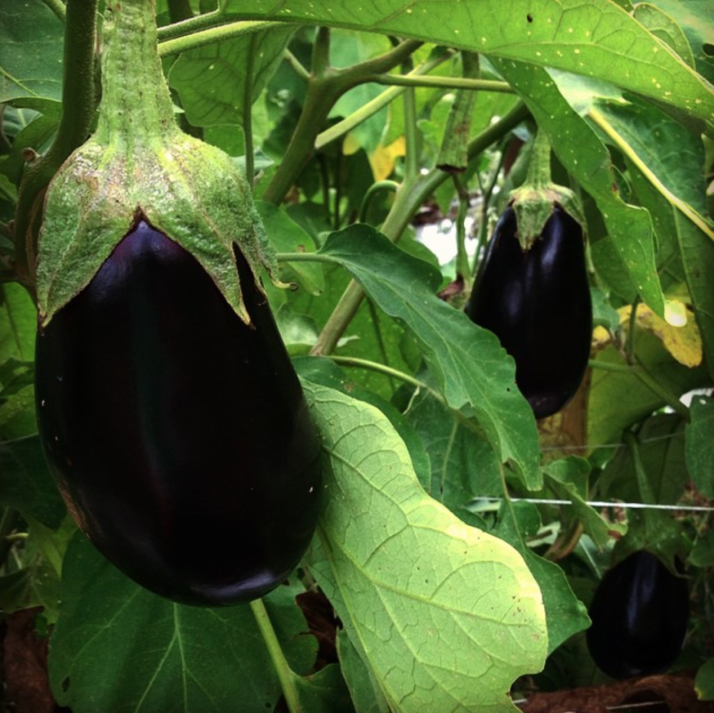 Organic eggplant on vine in the field