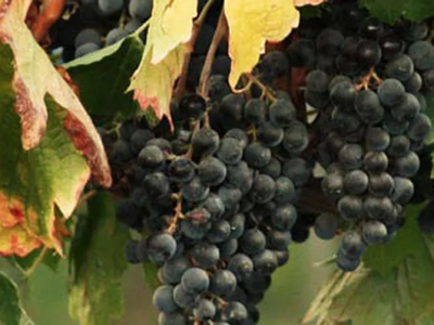 Organic Muscadine Grapes